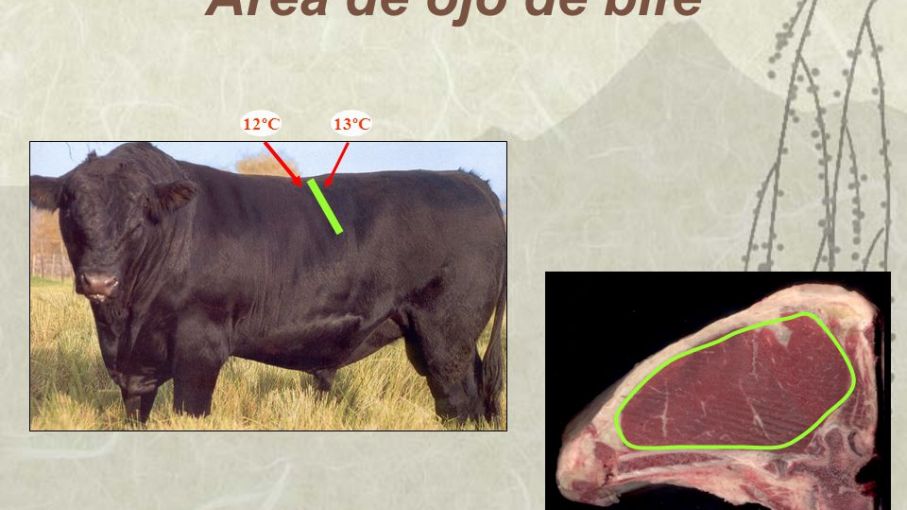 Definen ocho atributos para determinar la calidad de la carne vacuna