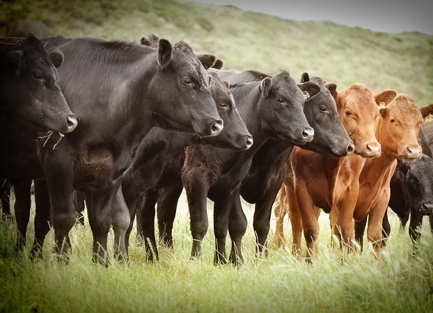 Panorama internacional de ganados y carnes