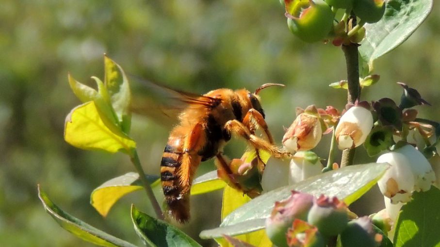 Los campos que producen en línea con el ecosistema están mejor protegidos de las plagas