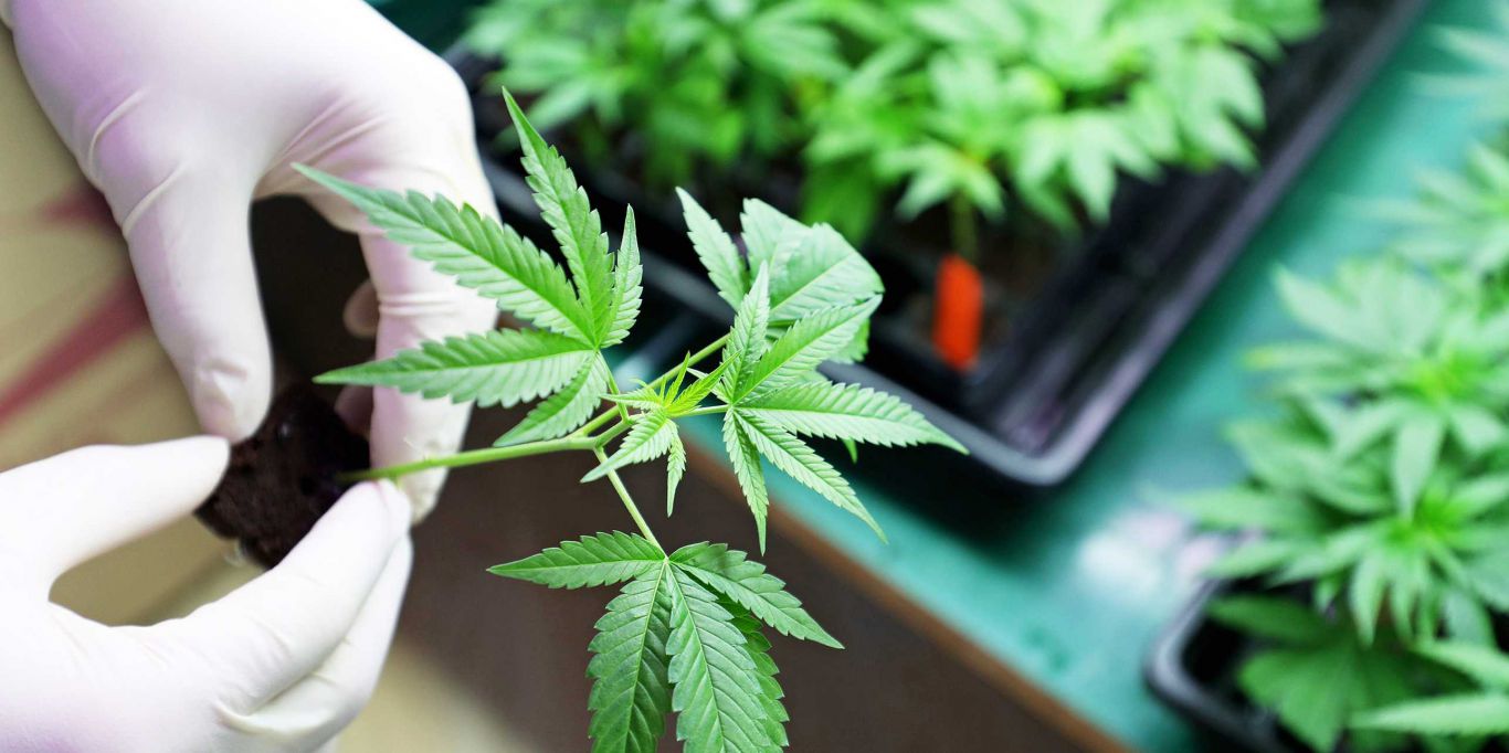 Cannabis : el INTI impulsó un ensayo pionero para su industria 
