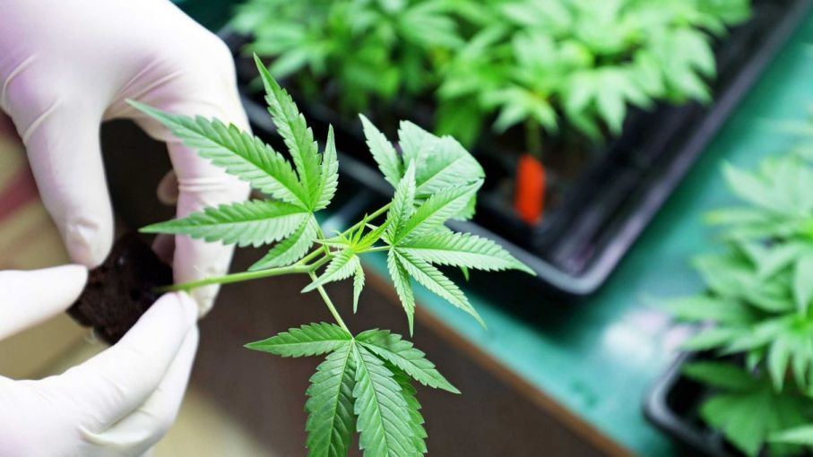 Cannabis : el INTI impulsó un ensayo pionero para su industria