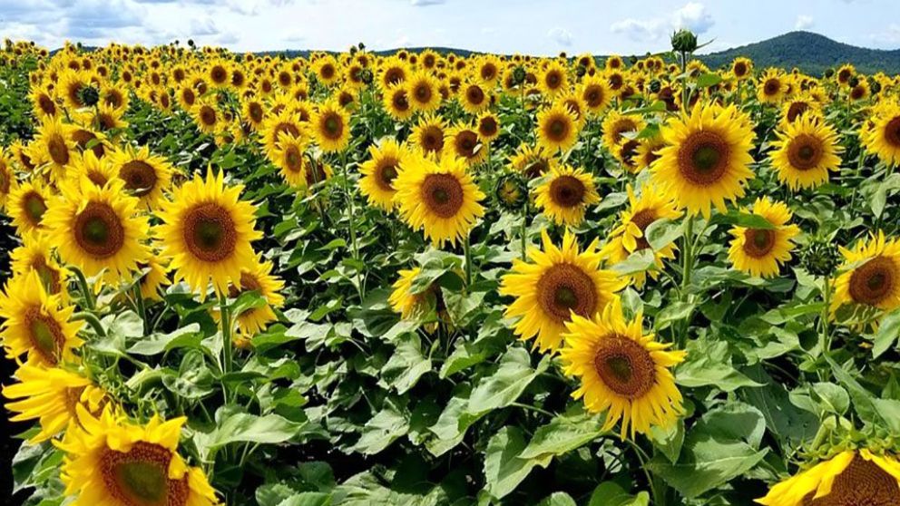 En 2021, el complejo girasol alcanz el mayor valor exportado de los ltimos nueve aos
