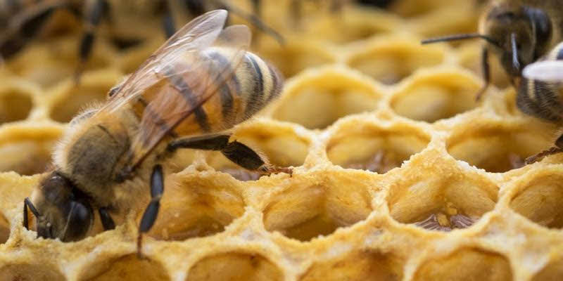 Bahillo destacó a la apicultura como una actividad central para avanzar hacia modelos económicamente sostenibles