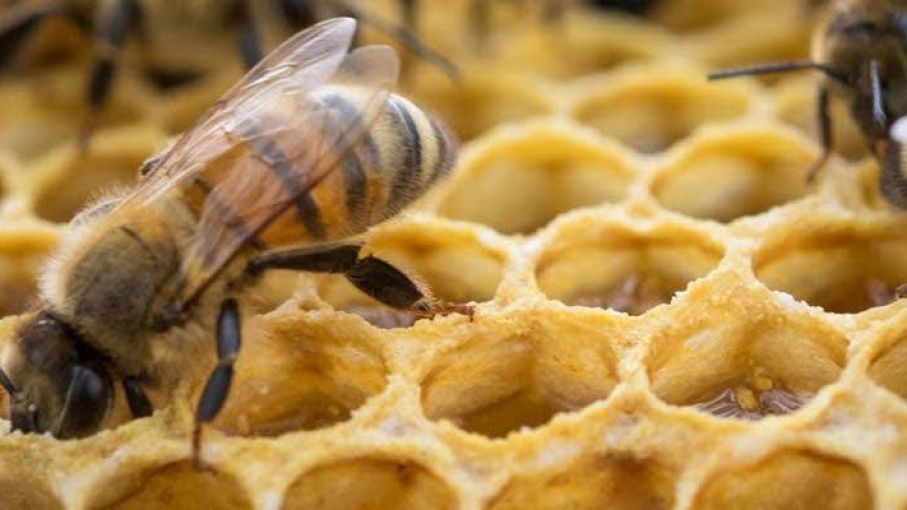 Bahillo destacó a la apicultura como una actividad central para avanzar hacia modelos económicamente sostenibles