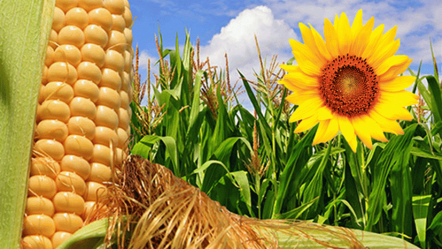 Reducción de maíz y girasol provocará una caida de U$S 500 millones