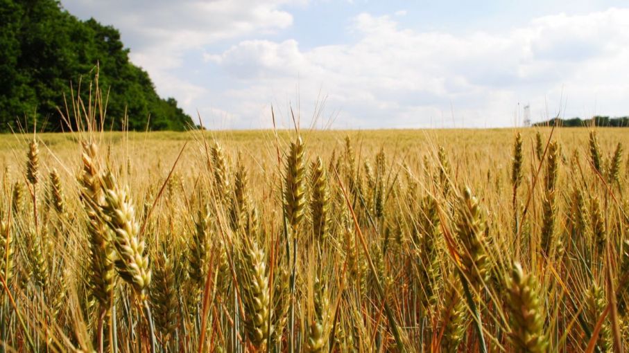 Termina la siembra de cebada en campos bonaerenses