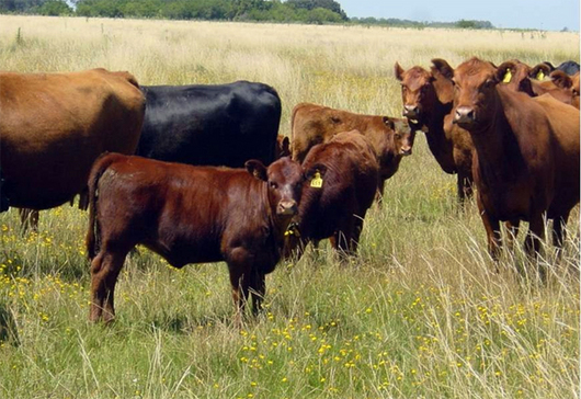 Seis de cada diez argentinos tienen una imagen positiva del campo
