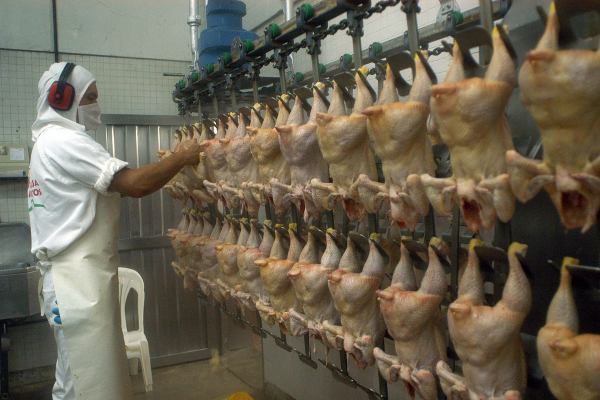 Se prevé que la producción avícola en Brasil crezca un 1,8% en 2024 