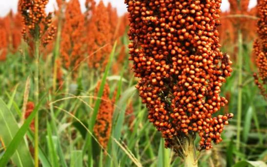 Se cosecharon 229 mil toneladas de sorgo en el centro y norte de Santa Fe