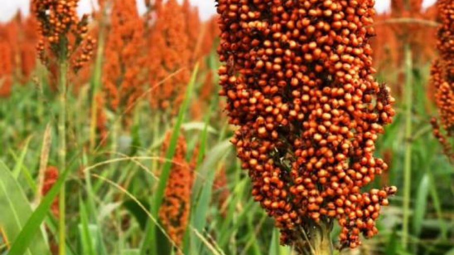 El sorgo ya ocupa 40% de la superficie estimada