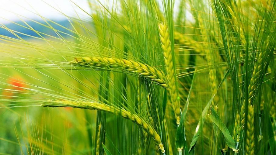 A pesar de la humedad en el suelo, el trigo en Cordoba va para atrás