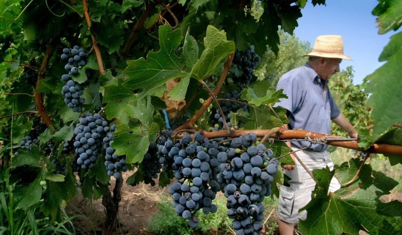 Ya se han molido más de 1.250 millones de kilos de uva de la actual cosecha