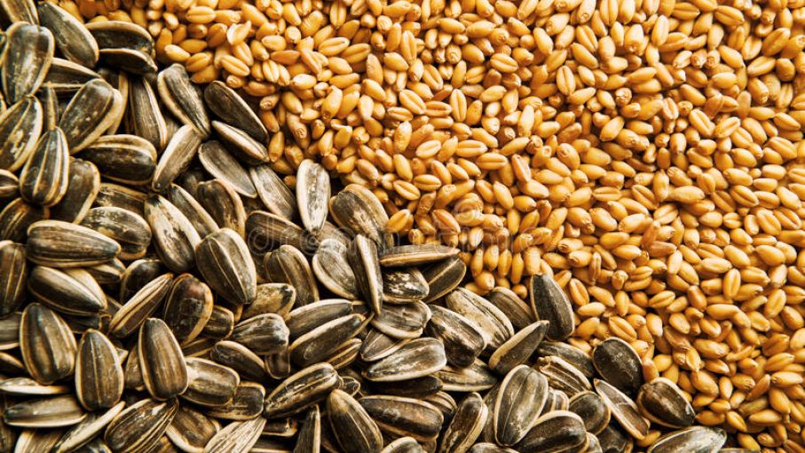 Cadena del trigo advierte riesgos comerciales tras aprobación de transgénico tolerante a sequía