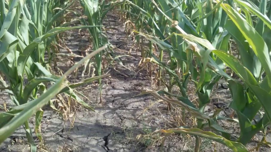El maíz de la región núcleo necesita lluvias de 100 a 200 mm