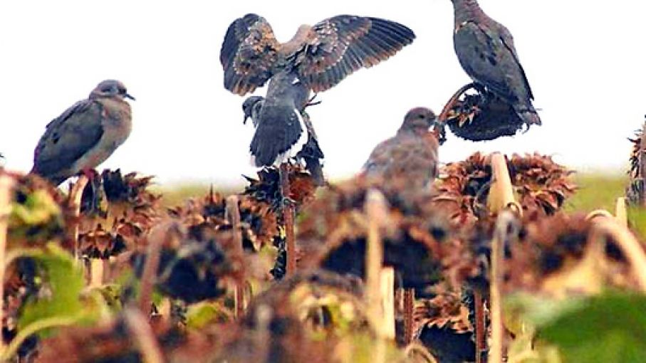 Alerta en el Norte por ataques de palomas y cotorras a los girasoles