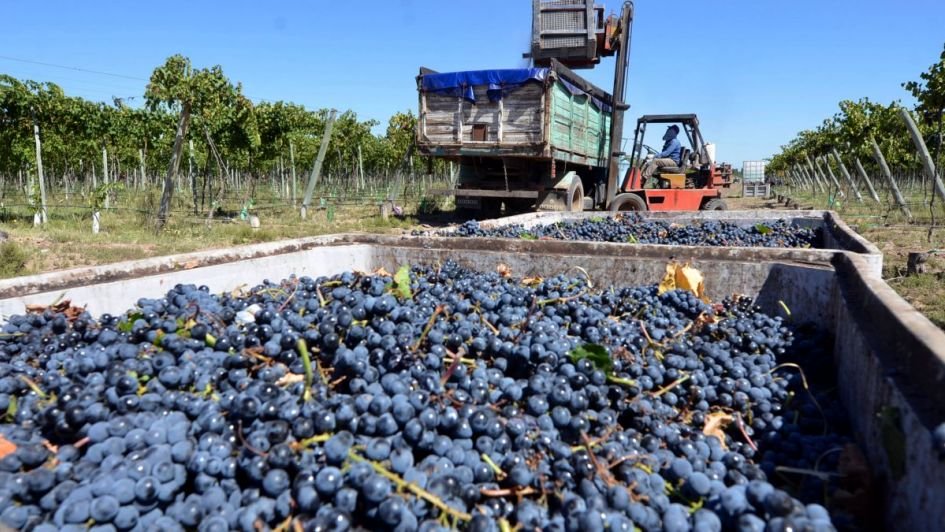 Nueva inscripción para productores de uva en fresco de Mendoza y San Juan
