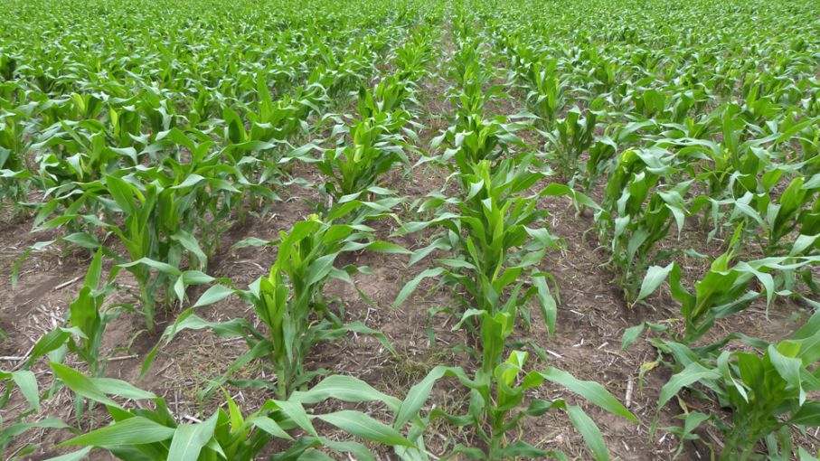Los maíces tempranos definen los rindes con reservas hídricas renovadas