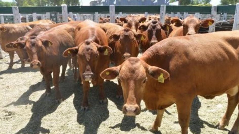Qué muestran los movimientos de animales en lo que va del año