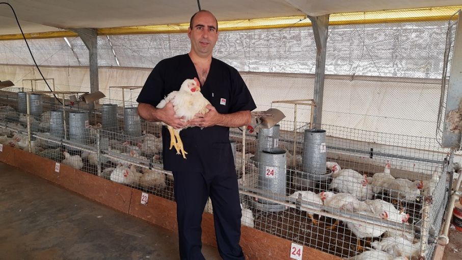 Pollos parrilleros: evalúan probióticos como alternativa a los antibióticos