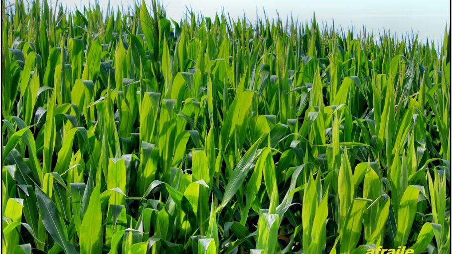 El maíz alcanzará la 2da mejor campaña de la historia en zona núcleo