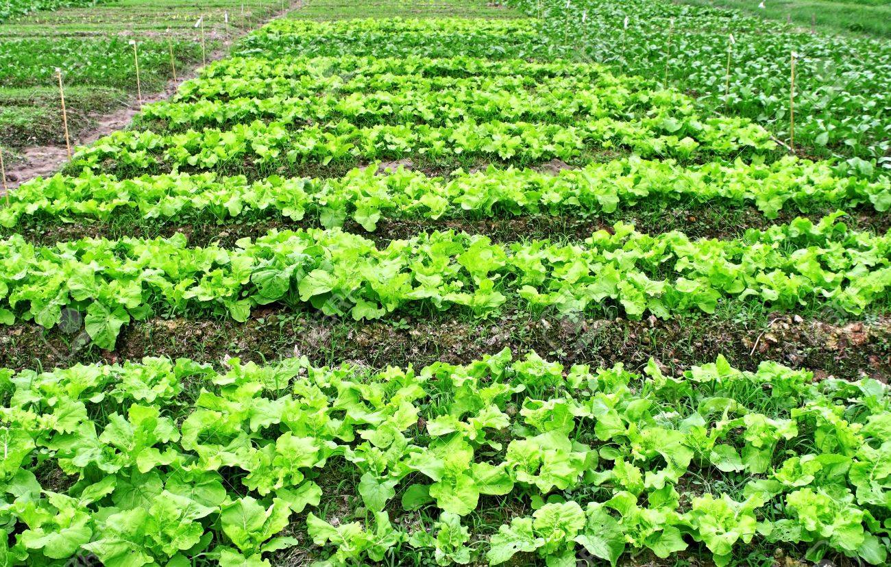 Mal momento para ser vegetariano: por qué cuesta más cara la lechuga que el asado