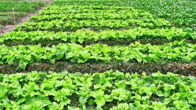 Mal momento para ser vegetariano: por qué cuesta más cara la lechuga que el asado