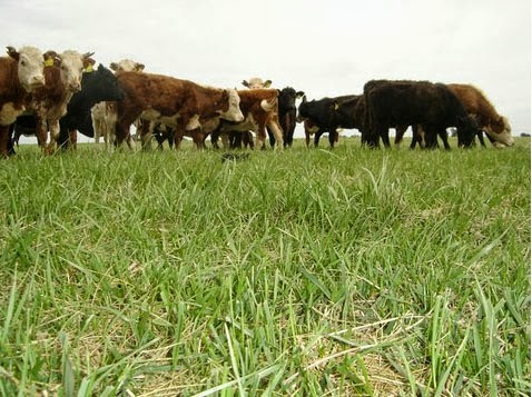 Ya se recuperaron 310 animales de los 3.530 "desaparecidos" por exdirigente rural cordobés