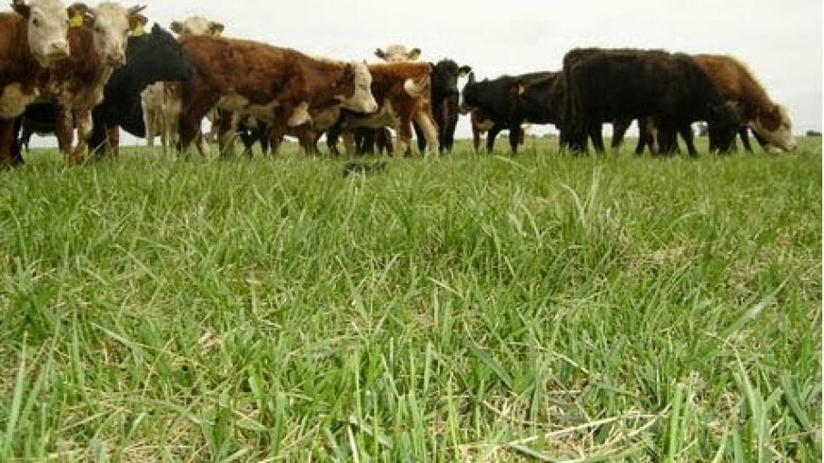 Ya se recuperaron 310 animales de los 3.530 "desaparecidos" por exdirigente rural cordobés