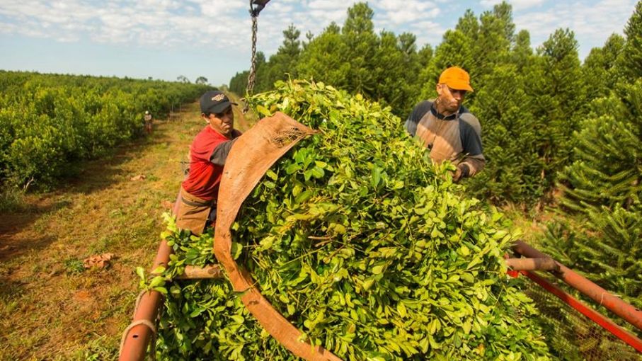 Aumentaron la producción y consumo de yerba mate en Argentina Agrolatam Aumentaron la producción y consumo de yerba mate en Argentina Agrolatam