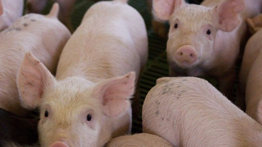 Estados Unidos habría desarrollado vacuna contra la fiebre porcina africana
