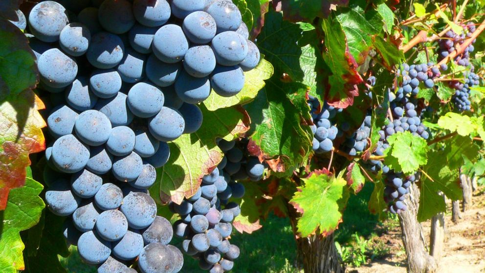 Fijan precio piso para uvas criolla y malbec y anuncian financiamiento para cosecha y elaboracin