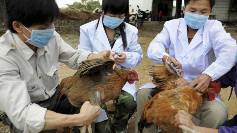 China informa de un brote de gripe aviar en medio de la batalla contra el coronavirus