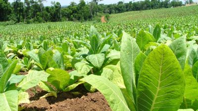 El sector tabacalero busca incrementar  rendimientos con insumos más amigables con el ambiente