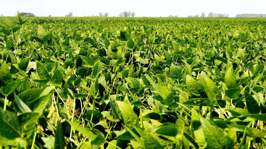 Cosecha de soja con buena humedad en período crítico de crecimiento