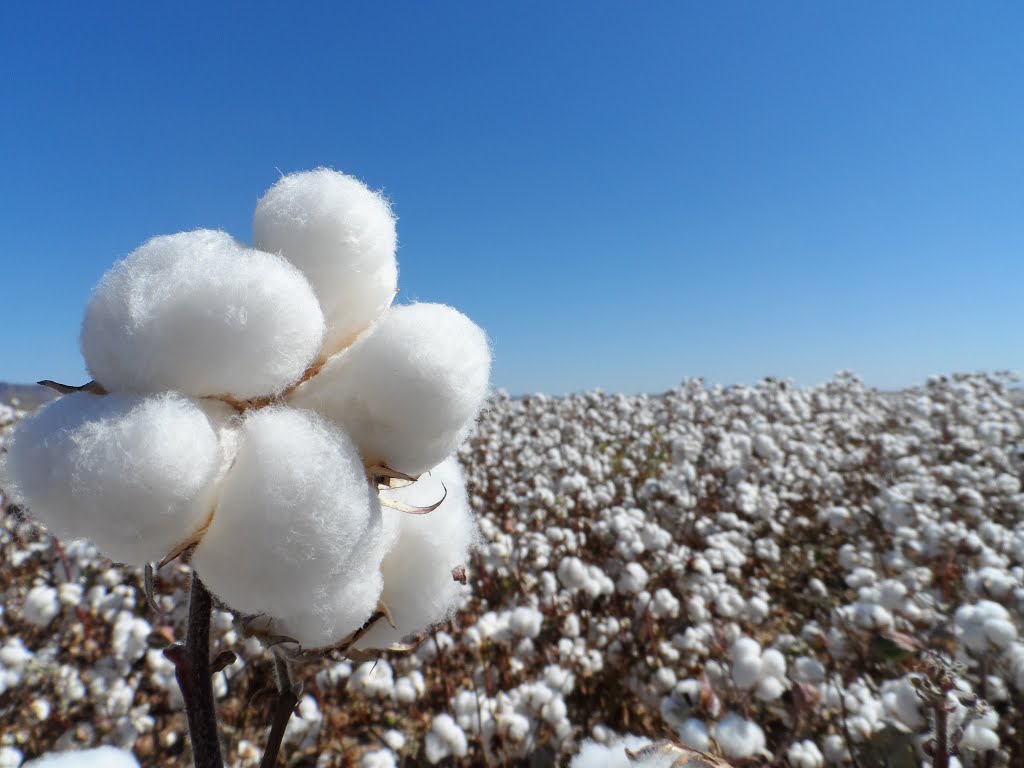 Situación del cultivo del algodón en la provincia de Santa Fe