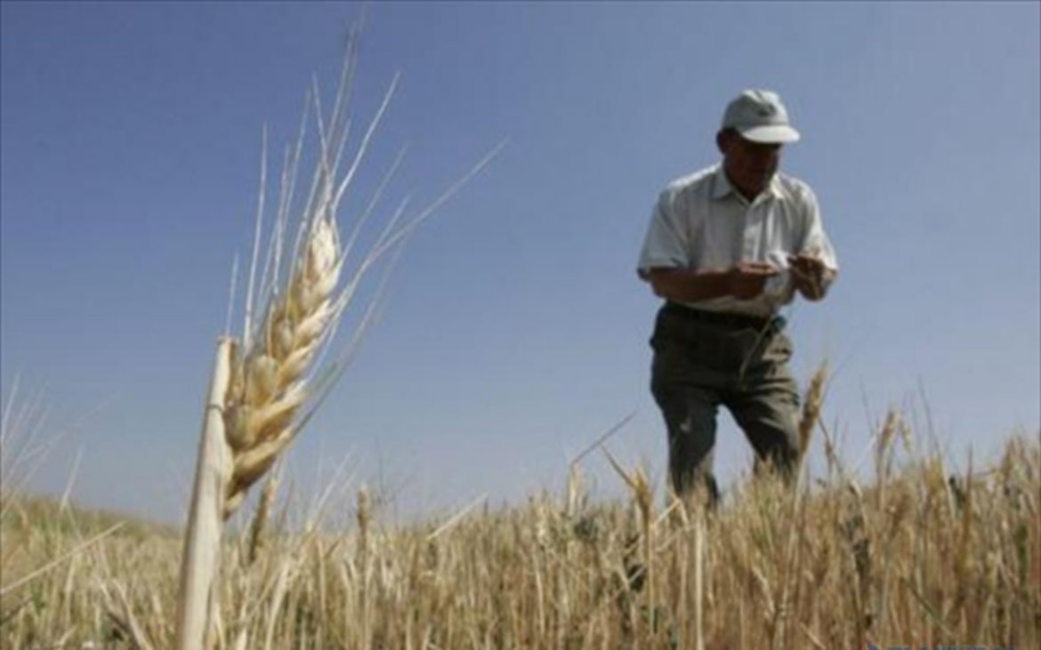 Un millón de hectáreas de trigo sembradas en la región núcleo