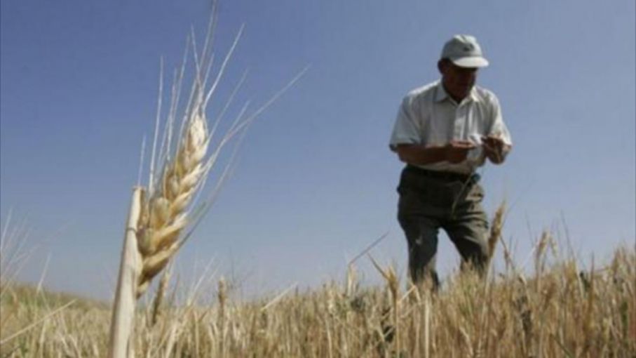 Un millón de hectáreas de trigo sembradas en la región núcleo