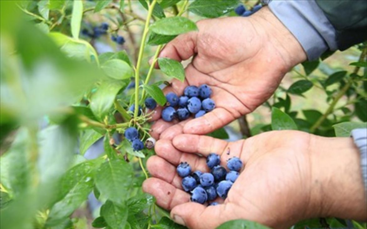 Este año las Jornadas sobre arándanos de Argentina serán gratis y por Zoom
