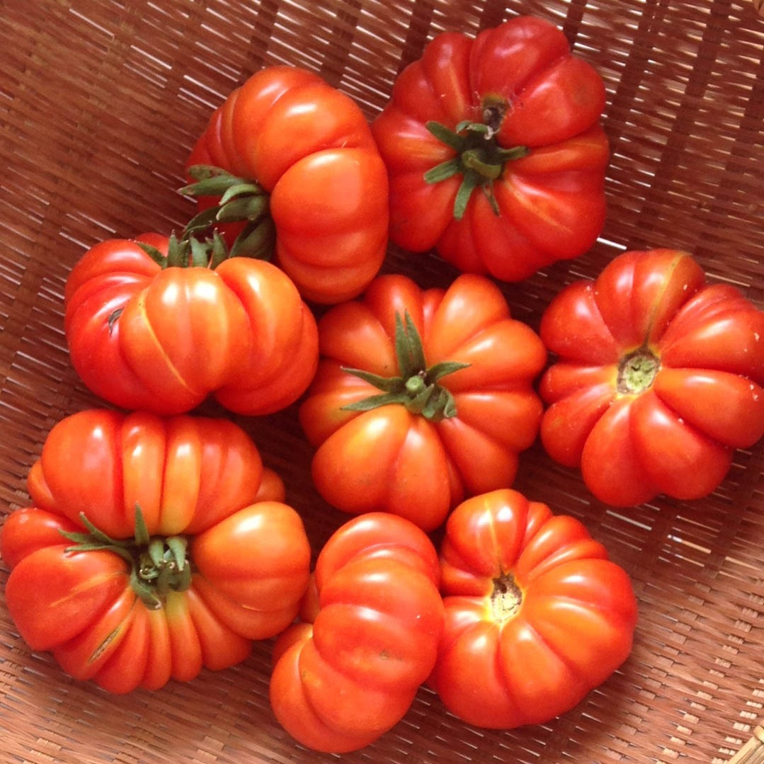 Este sábado se celebra una nueva edición de la fiesta del tomate platense