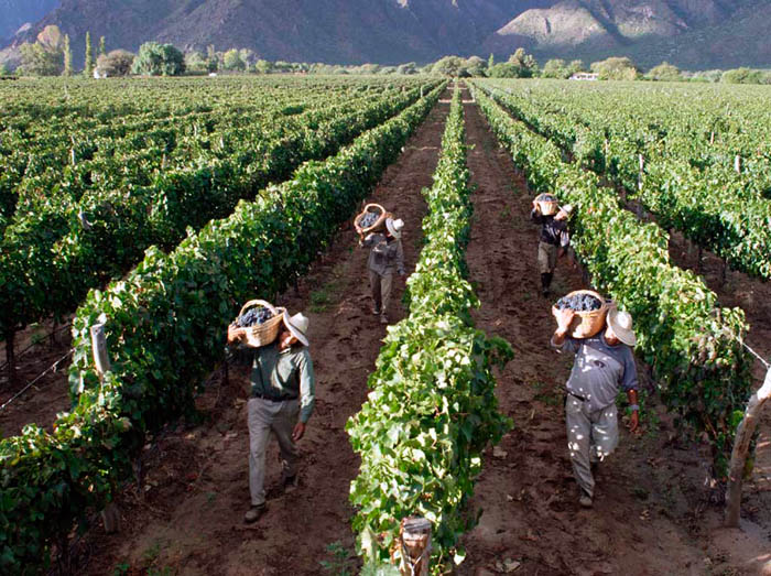 Alientan la llegada de trabajadores temporarios para las cosechas de Mendoza