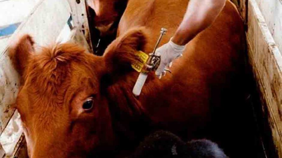 El 6 de marzo comienza la campaña de vacunación contra la fiebre aftosa