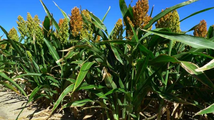 Finalizó la siembra de sorgo con 750 mil/ha