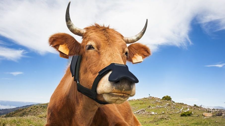 Un invento 'argentino' para controlar la emisión de GEI de las vacas