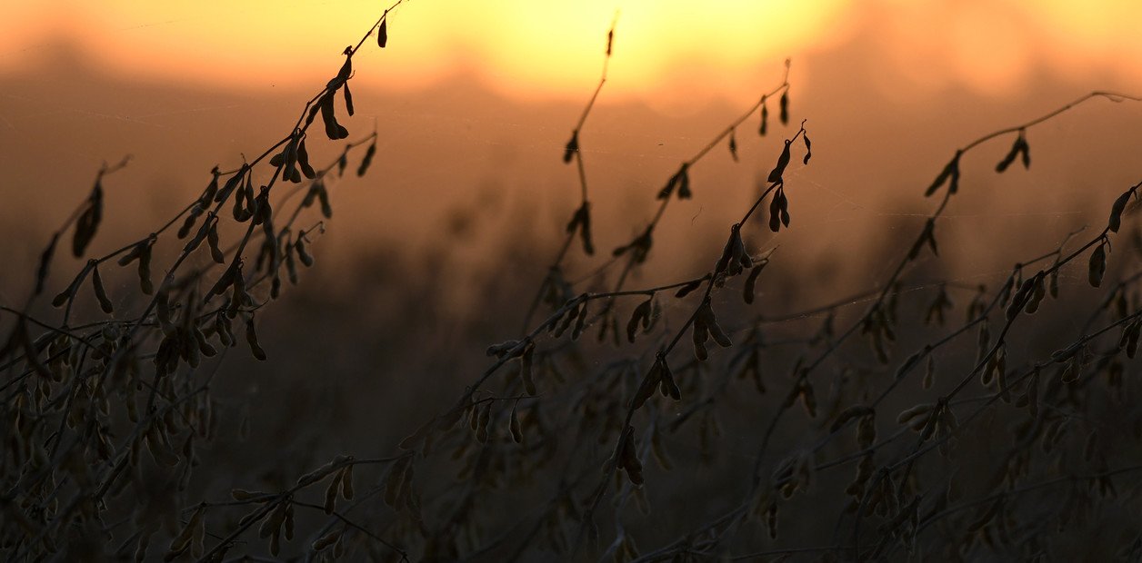 ACSOJA alerta sobre el duro momento que atraviesa el cultivo de soja y su impacto en toda la cadena