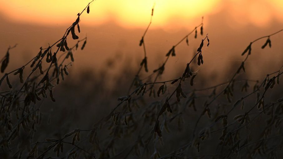 ACSOJA alerta sobre el duro momento que atraviesa el cultivo de soja y su impacto en toda la cadena
