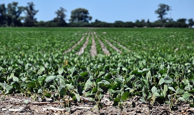 Impacto del clima en los cultivos: altas temperaturas y estrés hídrico