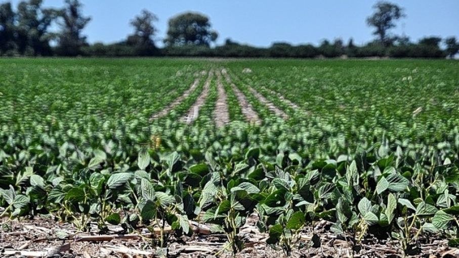 Impacto del clima en los cultivos: altas temperaturas y estrés hídrico