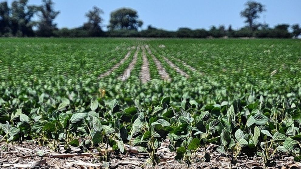 Impacto del clima en los cultivos: altas temperaturas y estrs hdrico