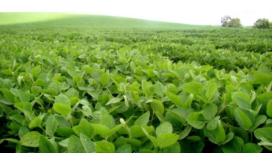 En dos meses, el valor de la producción agrícola 2024 perdió US$ 4.700 millones