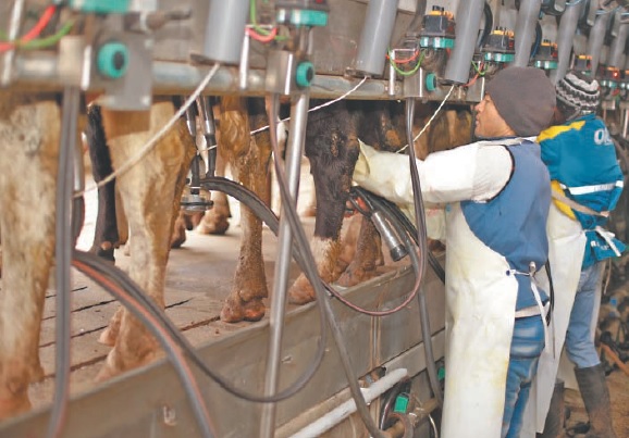 Perspectivas y desafíos para la producción de leche en Argentina en 2025